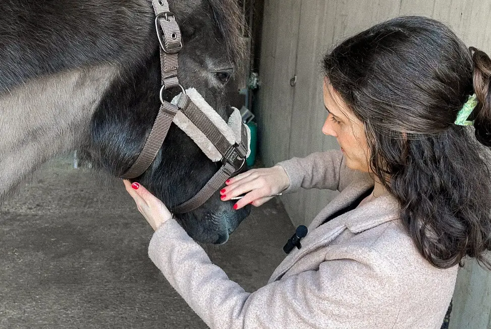 Zertifizierte Tierenergetikerin Romaine von Animal Essence führt eine Meridianbalance am Kopf eines Pferdes durch
