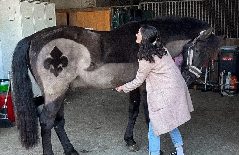Tierenergetikerin Romaine von Animal Essence führt energetisches Rückenheben bei einem Pferd in der Zentralschweiz durch