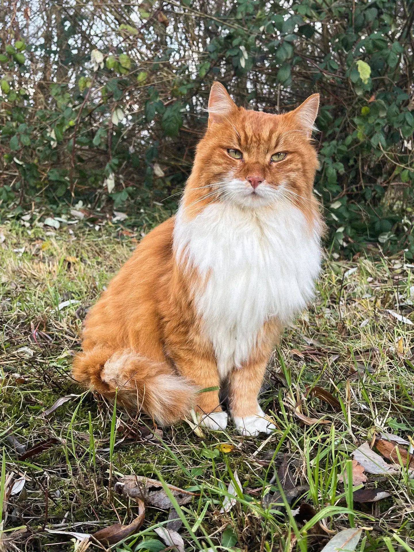 Braun-weisse Katze sitzt auf einer Wiese – Symbolbild für Tierenergetik und Tierkommunikation durch Romaine von Animal Essence in Luzern